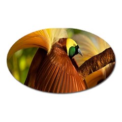 Birds Paradise Cendrawasih Oval Magnet by Mariart