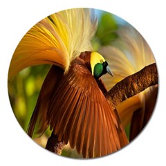 Birds Paradise Cendrawasih Magnet 5  (round) by Mariart