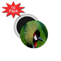 Bird Hairstyle Animals Sexy Beauty 1 75  Magnets (10 Pack)  by Mariart