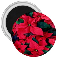 Red Poinsettia Flower 3  Magnets