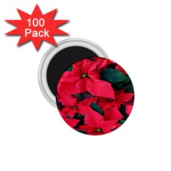 Red Poinsettia Flower 1 75  Magnets (100 Pack) 