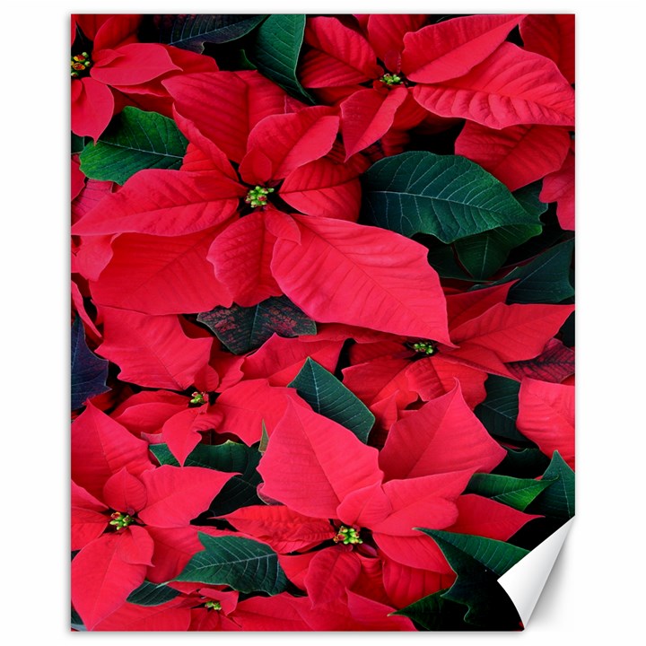 Red Poinsettia Flower Canvas 16  x 20  