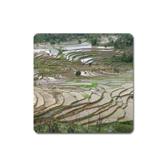 Rice Fields Terraced Terrace Square Magnet by Nexatart