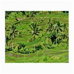 Greenery Paddy Fields Rice Crops Small Glasses Cloth (2-Side) Back
