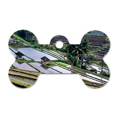 Rice Terrace Rice Fields Dog Tag Bone (two Sides) by Nexatart