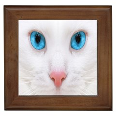 Beautiful White Face Cat Animals Blue Eye Framed Tiles