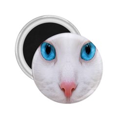 Beautiful White Face Cat Animals Blue Eye 2 25  Magnets