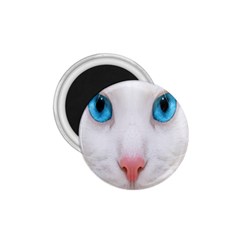 Beautiful White Face Cat Animals Blue Eye 1 75  Magnets by Mariart