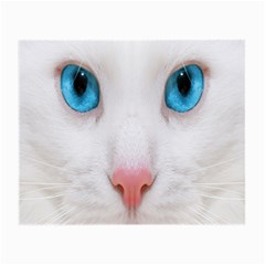 Beautiful White Face Cat Animals Blue Eye Small Glasses Cloth