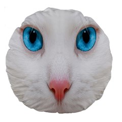 Beautiful White Face Cat Animals Blue Eye Large 18  Premium Round Cushions