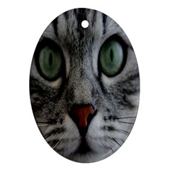 Cat Face Eyes Gray Fluffy Cute Animals Ornament (oval)
