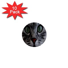Cat Face Eyes Gray Fluffy Cute Animals 1  Mini Buttons (10 Pack) 
