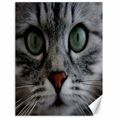 Cat Face Eyes Gray Fluffy Cute Animals Canvas 18  X 24   by Mariart