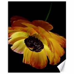 Ranunculus Yellow Orange Blossom Canvas 11  X 14   by Nexatart