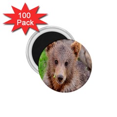 Baby Bear Animals 1 75  Magnets (100 Pack) 