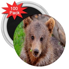 Baby Bear Animals 3  Magnets (100 Pack) by Mariart