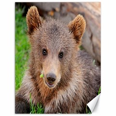 Baby Bear Animals Canvas 18  X 24   by Mariart