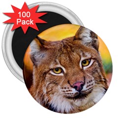 Tiger Beetle Lion Tiger Animals 3  Magnets (100 Pack)