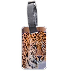Tiger Beetle Lion Tiger Animals Leopard Luggage Tags (one Side)  by Mariart