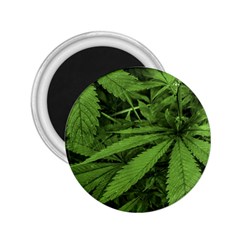 Marijuana Plants Pattern 2.25  Magnets
