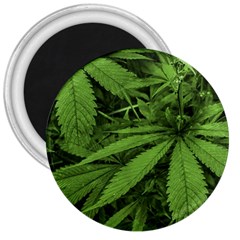 Marijuana Plants Pattern 3  Magnets