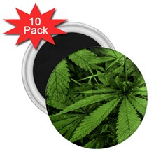 Marijuana Plants Pattern 2.25  Magnets (10 pack) 