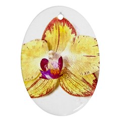 Yellow Phalaenopsis Flower, Floral Aquarel Watercolor Painting Art Ornament (oval)