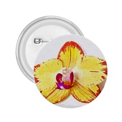 Phalaenopsis Yellow Flower, Floral Oil Painting Art 2 25  Buttons by picsaspassion