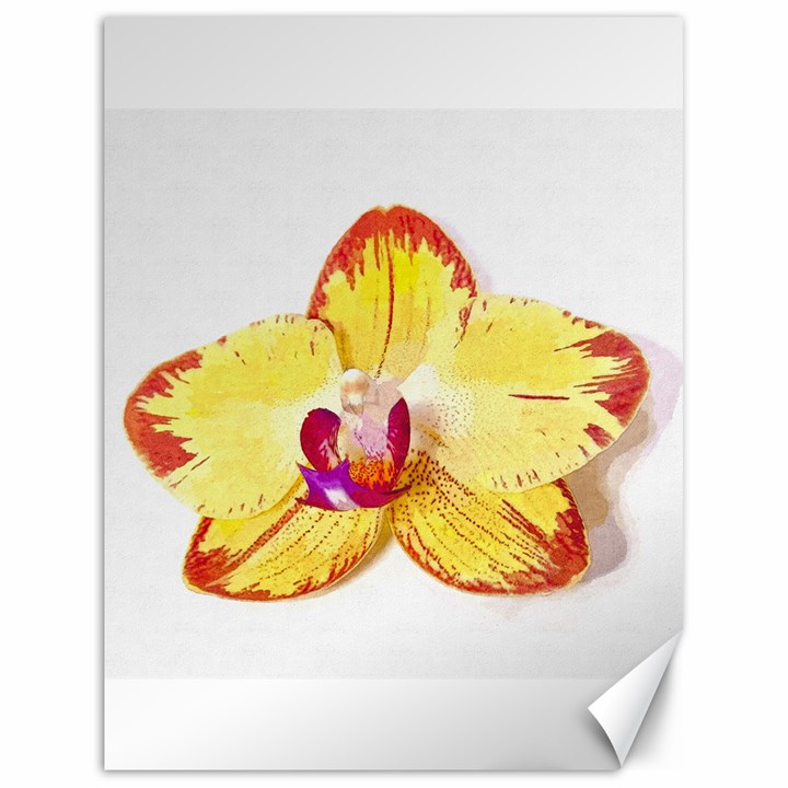 Phalaenopsis Yellow flower, floral oil painting art Canvas 18  x 24  