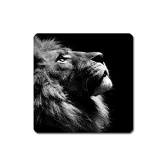 Male Lion Face Square Magnet