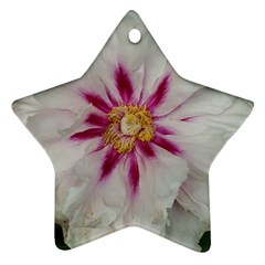 Floral Soft Pink Flower Photography Peony Rose Ornament (star)