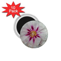 Floral Soft Pink Flower Photography Peony Rose 1 75  Magnets (10 Pack)  by yoursparklingshop