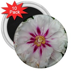 Floral Soft Pink Flower Photography Peony Rose 3  Magnets (10 Pack)  by yoursparklingshop