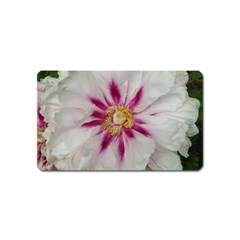 Floral Soft Pink Flower Photography Peony Rose Magnet (name Card)