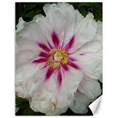 Floral Soft Pink Flower Photography Peony Rose Canvas 18  X 24  