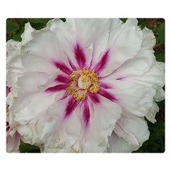 Floral Soft Pink Flower Photography Peony Rose Double Sided Flano Blanket (small) 