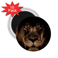 African Lion Mane Close Eyes 2 25  Magnets (10 Pack)  by Celenk