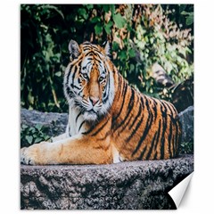 Animal Big Cat Safari Tiger Canvas 8  X 10 