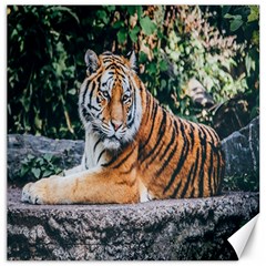 Animal Big Cat Safari Tiger Canvas 20  X 20   by Celenk
