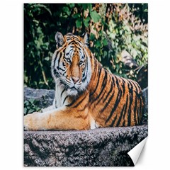 Animal Big Cat Safari Tiger Canvas 36  X 48   by Celenk