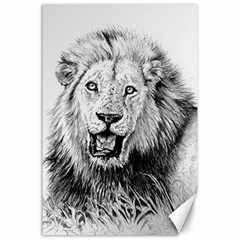 Lion Wildlife Art And Illustration Pencil Canvas 24  X 36  by Celenk