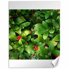 Christmas Season Floral Green Red Skimmia Flower Canvas 18  X 24   by yoursparklingshop