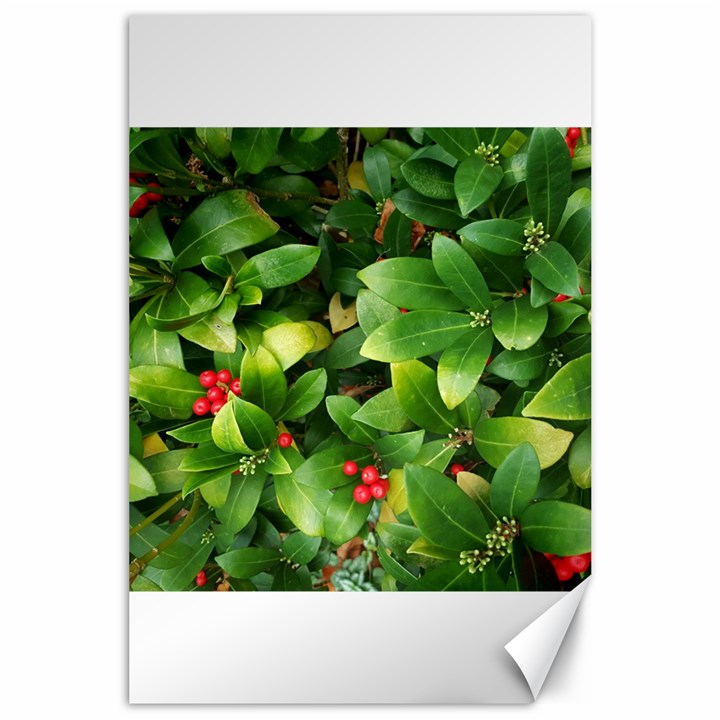 Christmas Season Floral Green Red Skimmia Flower Canvas 24  x 36 