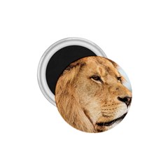 Big Male Lion Looking Right 1 75  Magnets by Ucco