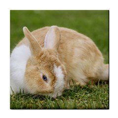 Beautiful Blue Eyed Bunny On Green Grass Tile Coasters by Ucco