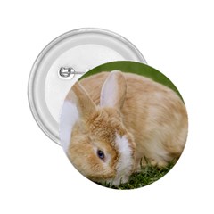 Beautiful Blue Eyed Bunny On Green Grass 2 25  Buttons by Ucco