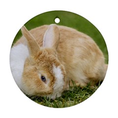 Beautiful Blue Eyed Bunny On Green Grass Round Ornament (two Sides) by Ucco