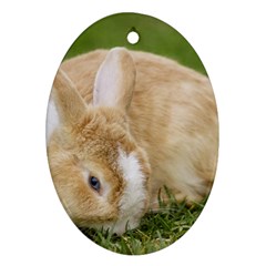 Beautiful Blue Eyed Bunny On Green Grass Oval Ornament (two Sides) by Ucco