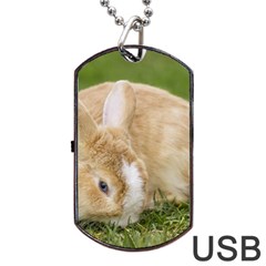 Beautiful Blue Eyed Bunny On Green Grass Dog Tag Usb Flash (two Sides) by Ucco