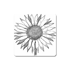 Sunflower Flower Line Art Summer Square Magnet by Celenk